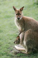 Maman wallaby