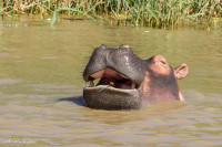 Hippopotame, Afrique du sud