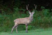 Cerf 8 cors en lisière de forêt