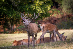 Cerf 14 cors au brâme et ses biches