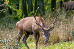 Cerf 10 cors méfiant