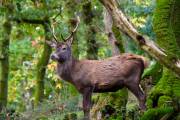 Cerf au calme de la forêt