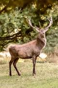 Cerf au parc du Sterou