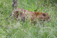 Léopard, Afrique du sud