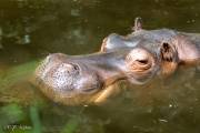 Hippopotame amphibie