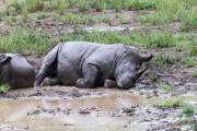 Rhinocéros blanc Afrique du sud