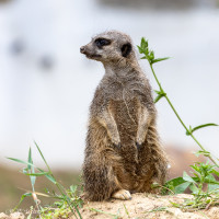 Suricate