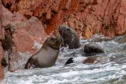 Otaries (Iles Ballestas, Pérou)