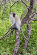 Babouin vervet Afrique du sud