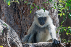 Singe Langour, Ranakpur, Inde
