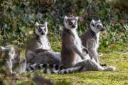 Les surricates en veille, zoo de Pont-Scorff