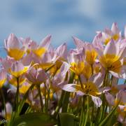 Tulipes de Kaufmann