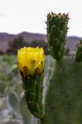 Fleur de cactus (Pérou)