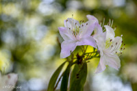 Rhododendron