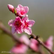 Brugnonier, le jour du printemps