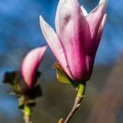 Magnolia