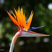 Oiseau de paradis