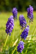 Muscari