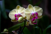 Orchidée