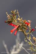 Cantuta ou fleur de l'Inca (Pérou)