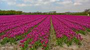 Champs de tulipe