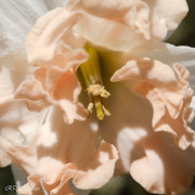 Jonquille