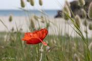 Coquelicot en bord de mer