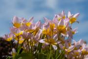 Tulipes de Kaufmann