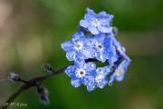 Myosotis