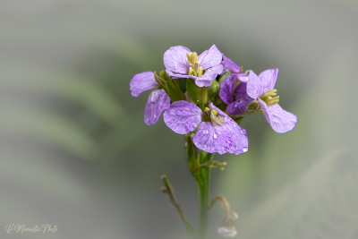 Cardamine des prés