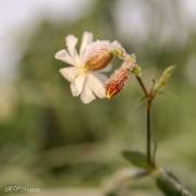 Fleur sauvage sous la gelée