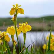 Iris des marais, étang du Loch, Guidel
