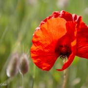 Gentil coquelicot