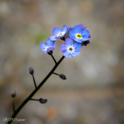 Myosotis