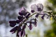 Glycine de Chine