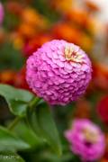 Zinnias