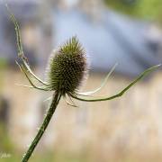 Chardon en automne