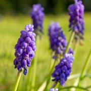 Muscari