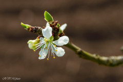 Fleur de prunier Reine Claude