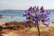 Agapanthe, île de Bréhat