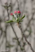 Fleur de pommier