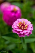 Zinnias