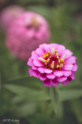 Zinnias