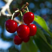 Cerises du jardin