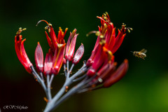 La fleur de Phormium et l'abeille