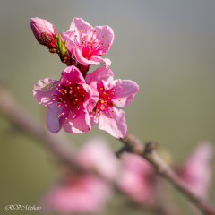 Brugnonier le jour du printemps