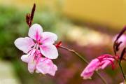 Gaura