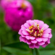 Zinnias