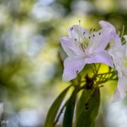 Rhododendron