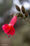 Cantuta ou fleur de l'Inca (Pérou)